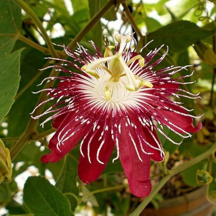 Organic Heirloom Red Passion Flower Seeds – Non-GMO Exotic Climbing Seeds for Planting