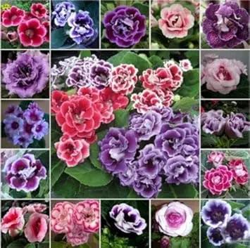 Mixed Colour Brazilian Gloxinia Flower Seeds for Planting – Vibrant, Exotic, Non-GMO Blooms for planting in home garden