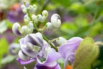 Vigna Caracalla Flower Seeds for Planting – NON GMO Seeds for planting in home garden