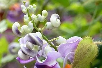 Vigna Caracalla Flower Seeds for Planting – NON GMO Seeds for planting in home garden
