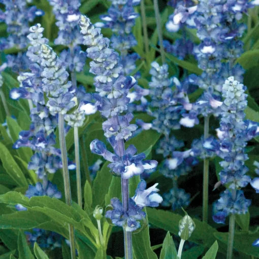Fairy Queen Salvia Seeds Compact Silver-Backed Blue Salvia High Germination Garden Seeds heirloom non-gmo seeds