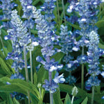 Fairy Queen Salvia Seeds Silver-Dusted Blue Salvia Blooms High Germination Garden Seeds heirloom non-gmo seeds
