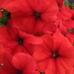 Trilogy Red Petunia Seeds Vibrant Red Garden Petunias High Germination Garden Seeds heirloom non-gmo seeds