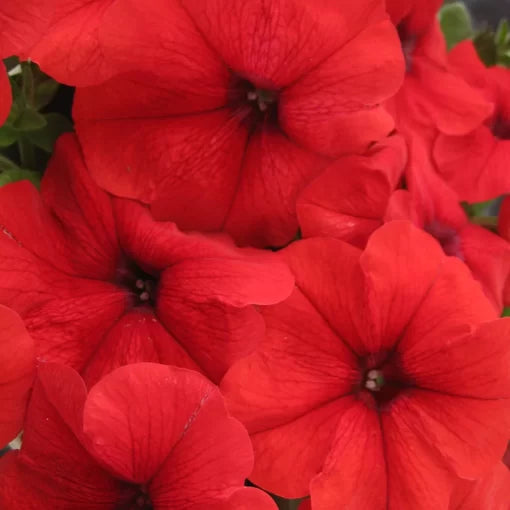 Trilogy Red Petunia Seeds Vibrant Red Garden Petunias High Germination Garden Seeds heirloom non-gmo seeds
