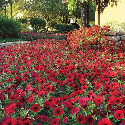 Red Velour Petunia Seeds Spreading Deep Red Garden Petunia High Germination Garden Seeds heirloom non-gmo seeds