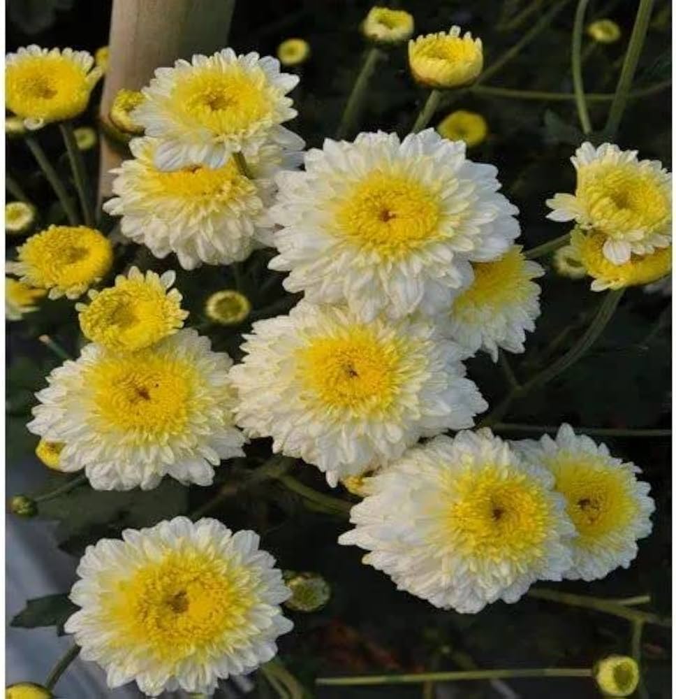 Colored Chrysanthemum Seeds for Planting for Urban Garden and Borders