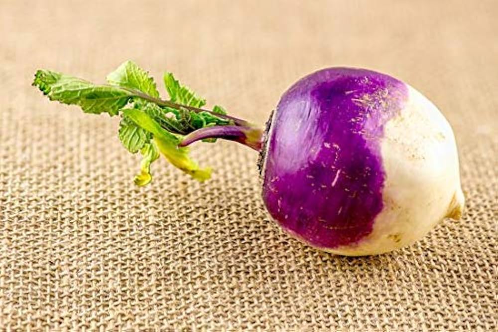 Turnip Fioletovaya Udlinennaya Brassica rapa vegetable seeds for planting in home garden or raised beds