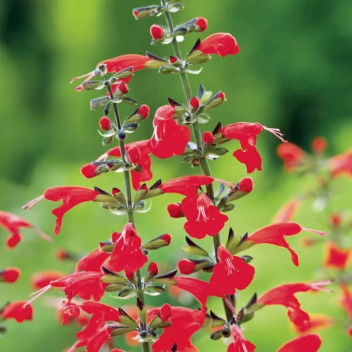 Red Salvia Seeds Summer Jewel Scarlet Blooming Sage High Germination Garden Seeds heirloom non-gmo seeds