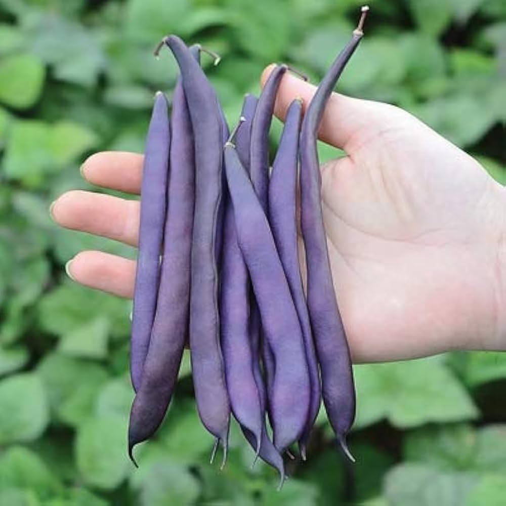 Dwarf Velour French Bush Bean Seeds | Deep Purple Filet-Type French Beans – Heirloom, Non-GMO, High Germination Organic Garden Seeds