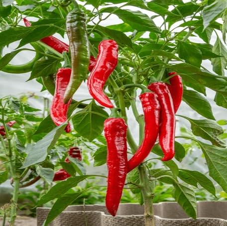 Red Pepper