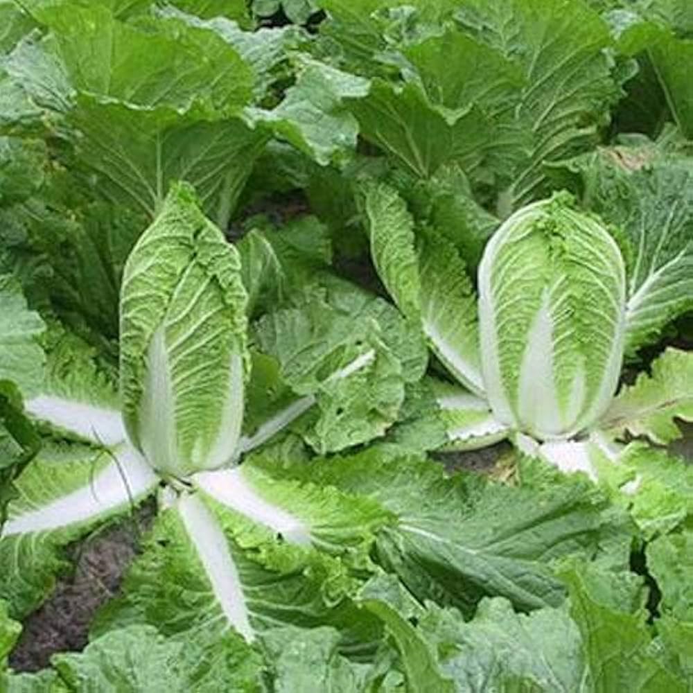 Greens Brassica Hybrida Asian Green Mix Seeds for Planting – Ideal for Kitchen Garden and Stir-Fry Dishes