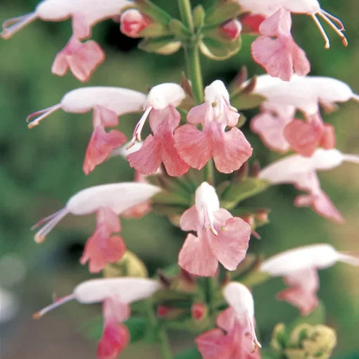 Summer Jewel Pink Salvia Seeds Long-Blooming Pink Sage Flowers High Germination Garden Seeds heirloom non-gmo seeds