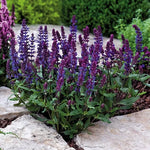 Blue Salvia Seeds Dimension Compact Blue Sage High Germination Garden Seeds heirloom non-gmo seeds