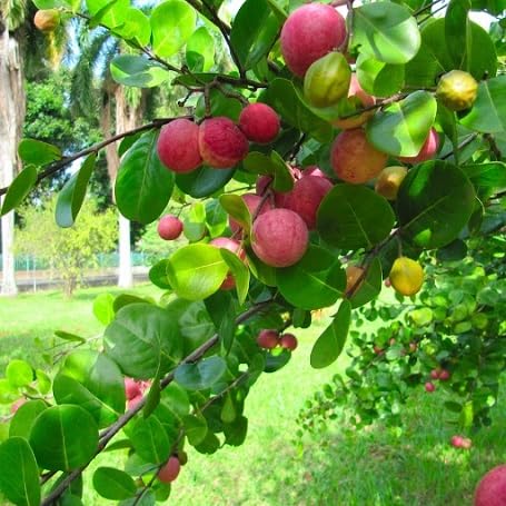Lavender Green Icaco Fruit - Heirloom, Non - Gmo Seeds
