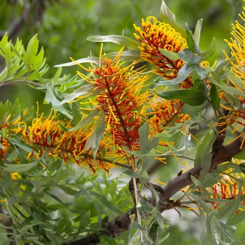 Grevillea Green - Heirloom, Non - Gmo Seeds
