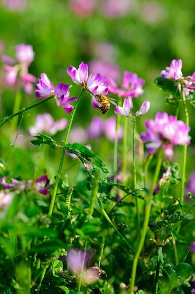 Chinese Milkvetch Seeds Astragalus sinicus for Planting in Medicinal Herb Garden or Flower Border