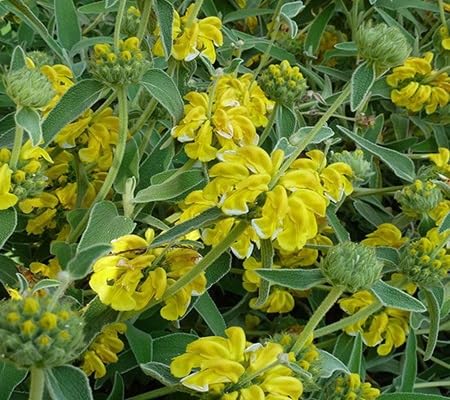 Jerusalem Flower