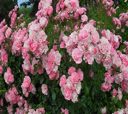 Climbing Rose Flower - Heirloom, Non - Gmo Seeds