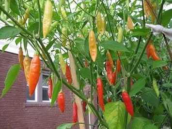 Birgits Locoto Chili Vegetable Seeds for Planting