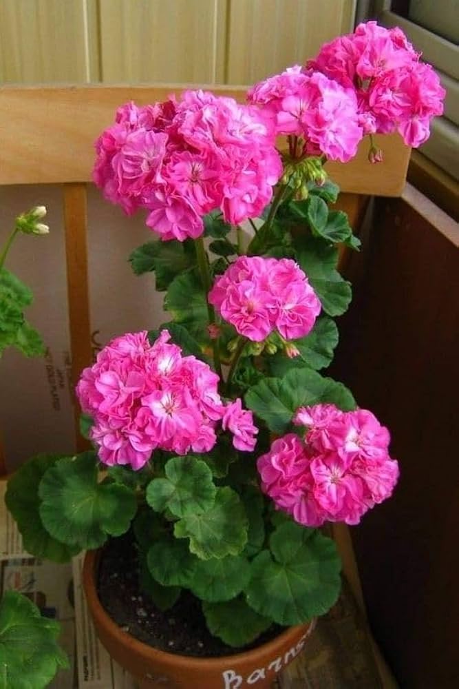 Geranium Pelargonium hortorum Logro Nano Deep Rose flower seeds for planting in containers or borders