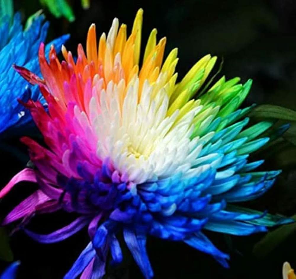 Rainbow Chrysanthemum Himalayan Orchid Flowering Seeds For Planting