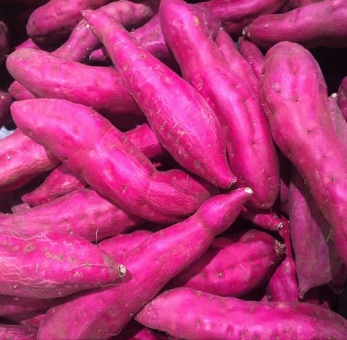 Pink Sweet Potato - Heirloom, Non - Gmo Seeds