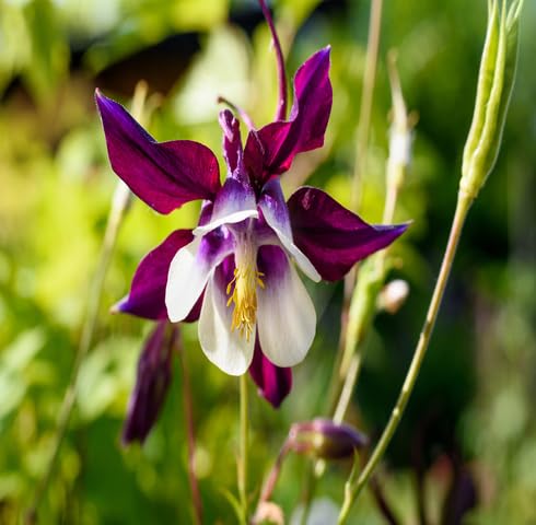 White Brown Aquilegia Flower - Heirloom, Non - Gmo Seeds