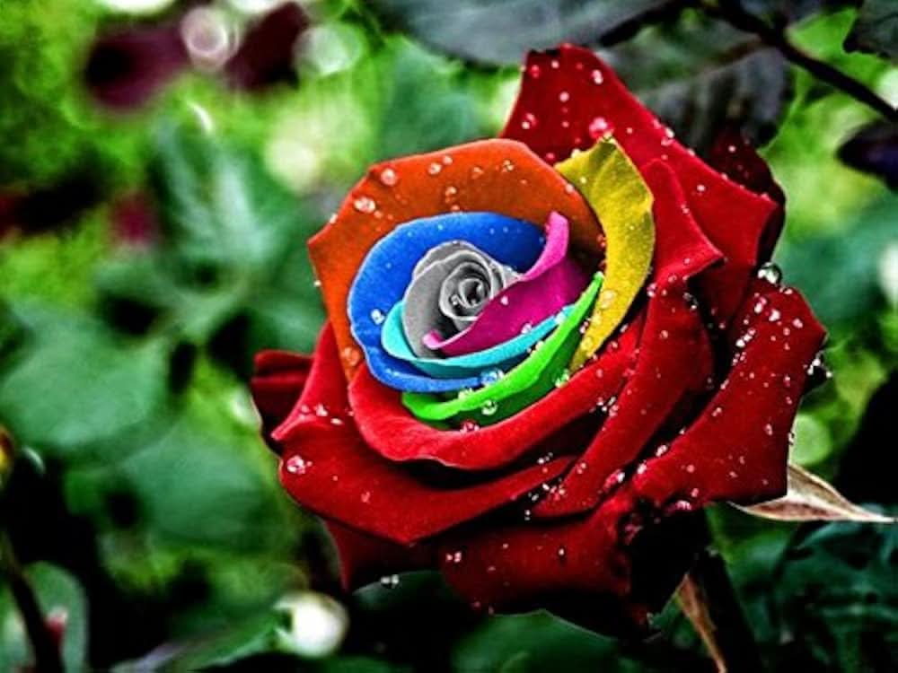 Rainbow Rose Mixed Colors Rare Flowering Seeds For Planting