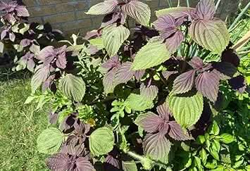 Shiso Leaf Perilla frutescens seeds for planting