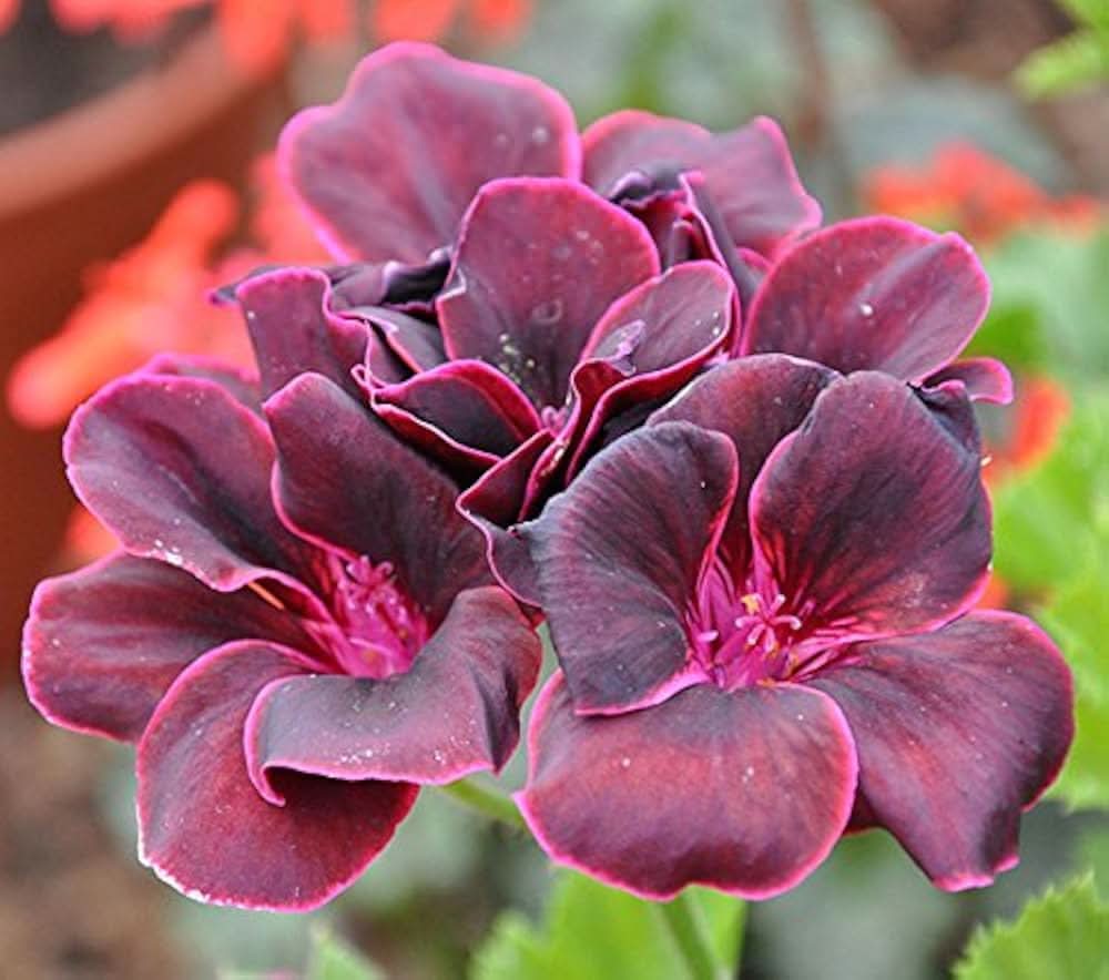 Red Geranium Pelargonium hortorum Flower Seeds for Planting in home garden and window boxes
