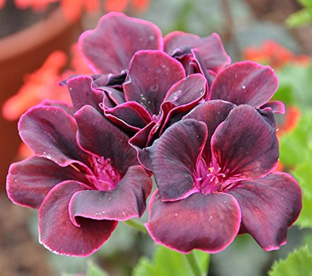 Red Blossom Geranium Pelargonium hortorum for planting in flower bed and urban garden