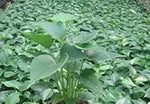 Green Homalomena Plant Seeds for Planting - NON GMO Seeds Dhara Seeds