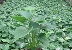 Green Homalomena Plant Seeds for Planting - NON GMO Seeds Dhara Seeds