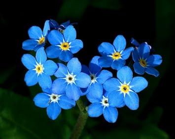 Heirloom Blue Myosotis Alpestris Flower Seeds for Planting, Non-GMO for planting in your garden.