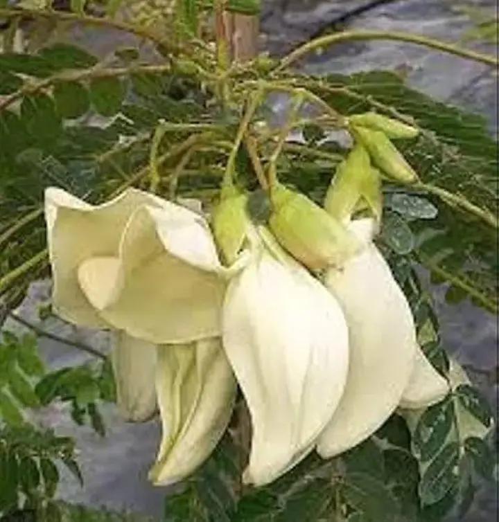 Heron Flower Seeds for Planting, NON GMO Seeds Dhara Seeds