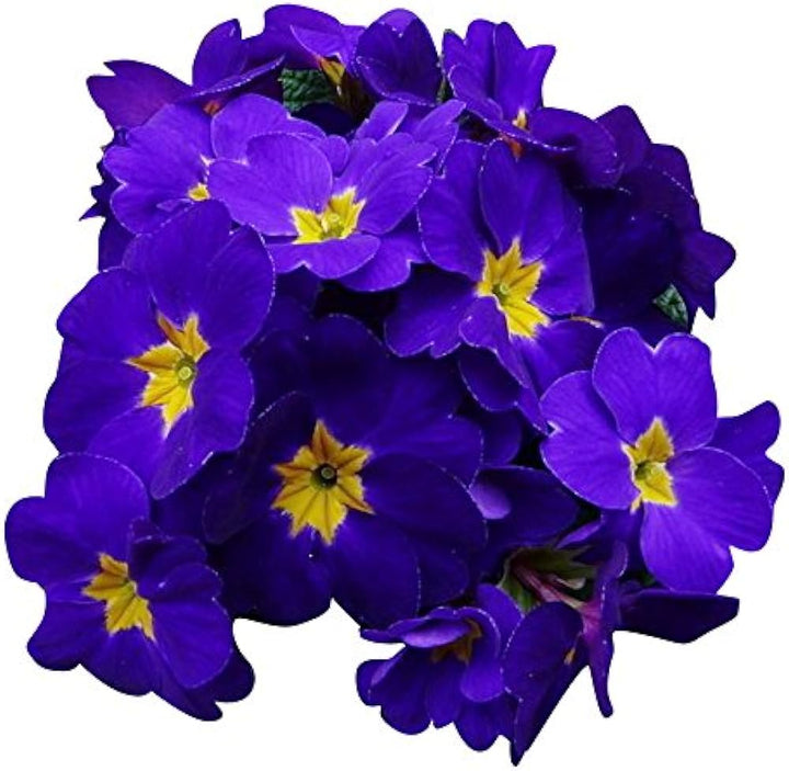 Heirloom Non-GMO Primula Malacoides Flower Seeds for Planting – Blue and Yellow Charming Blooms