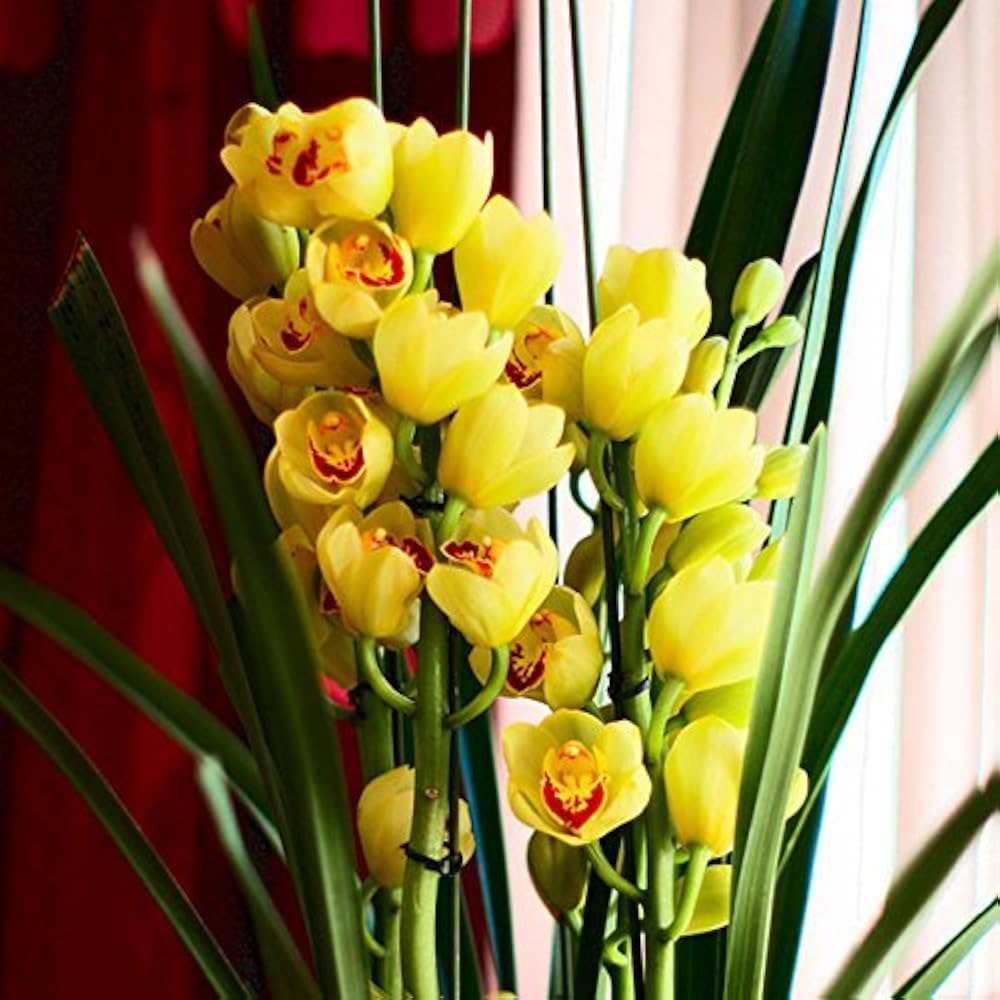 Cymbidium Faberi Nero Unico Orchid Flower Plant Seeds
