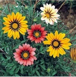 Mixed Gazania Flower Planting Seeds for Garden NON GMO Seeds Dhara Seeds