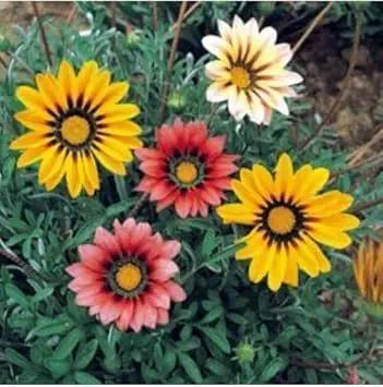 Mixed Gazania Flower Planting Seeds for Garden NON GMO Seeds Dhara Seeds