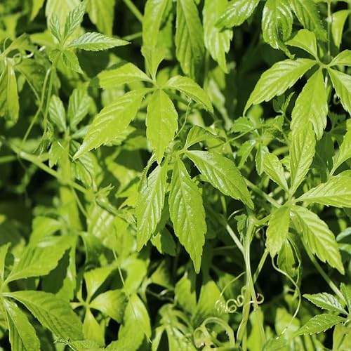 Green Gynostemma - Heirloom, Non - Gmo Seeds