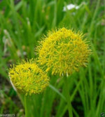 Allium Hookeri blooms from seeds producing clusters of brilliant yellow flowers