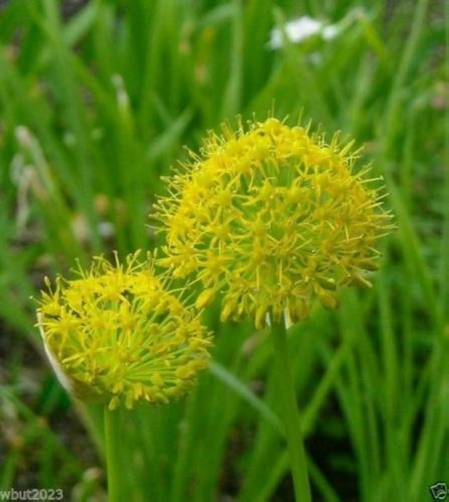 Allium Hookeri blooms from seeds producing clusters of brilliant yellow flowers