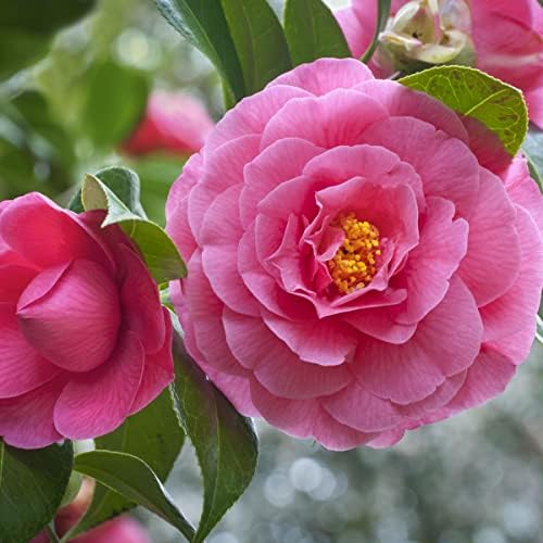 Pcs Mixed Rose Seeds Chinese Red Pink Green White Each Color