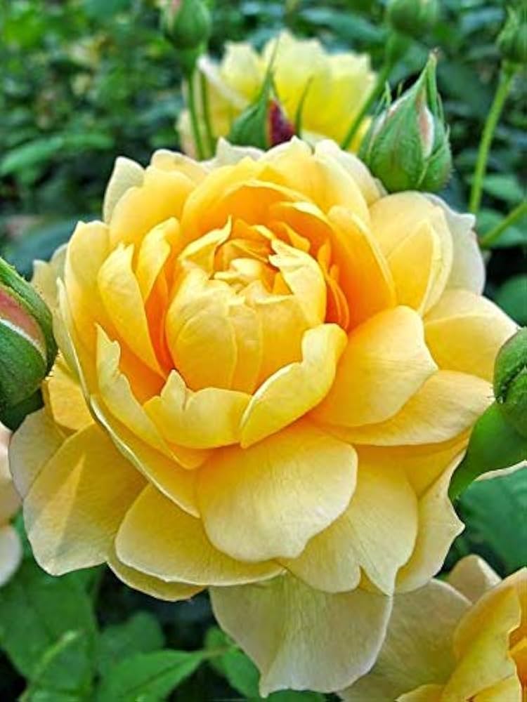 Yellow Rose DIY Garden Seeds