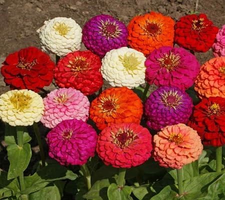 Zinnia Flower - Heirloom, Non - Gmo Seeds