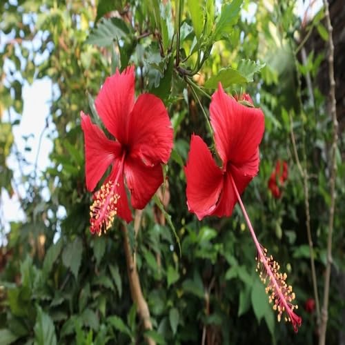 Red Hibiscus Flower - Heirloom, Non - Gmo Seeds
