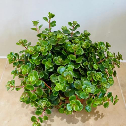 Green Sedum Tetractinum - Heirloom, Non - Gmo Seeds
