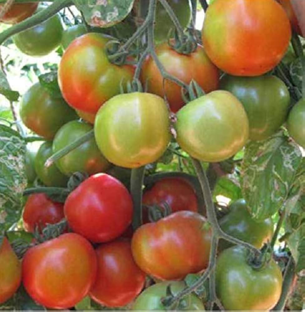 Goldene Königin low-acid heirloom tomato seeds for garden planting