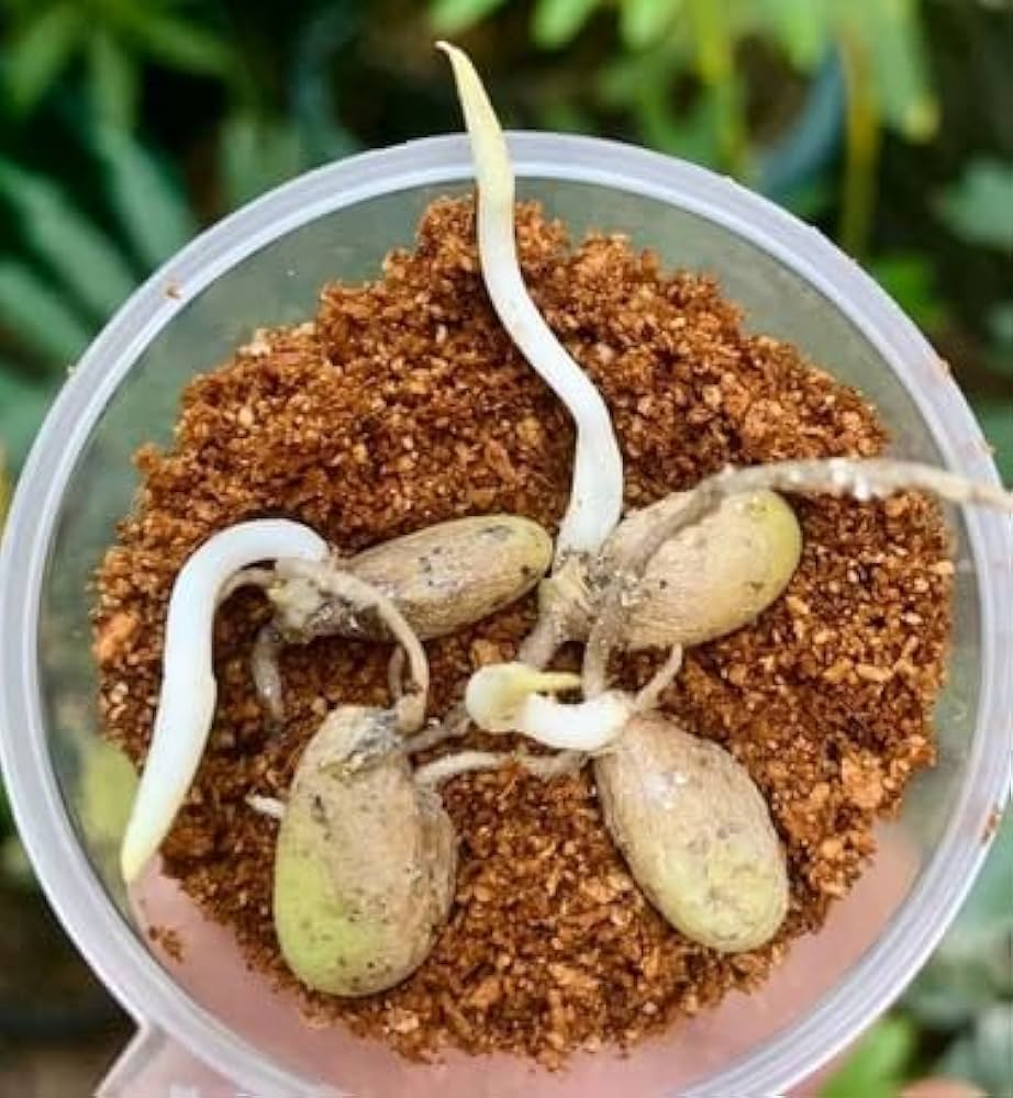 Fern Seeds for Planting