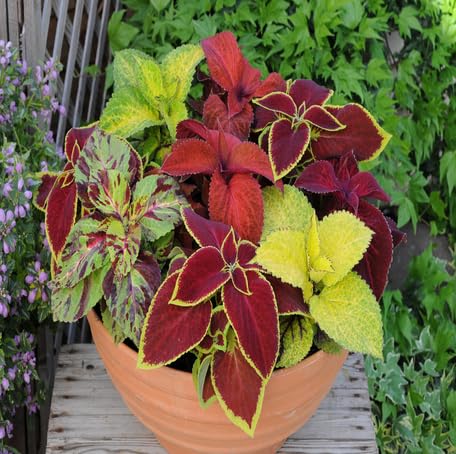 Mixed Coleus